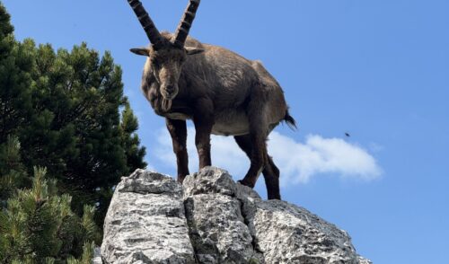 Artikelbild zu Artikel Gruppen